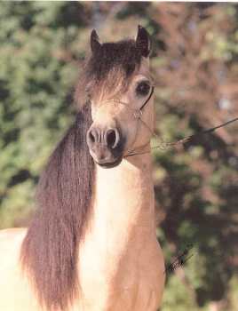 stormcat_filly.jpg